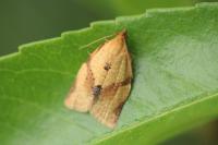 Clepsis consimilana