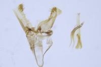 Incurvaria oehlmanniella