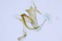 Coleophora striatipennella