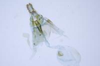 Endothenia marginana