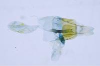 Coleophora flavipennella