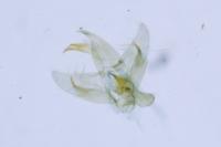 Borkhausenia fuscescens