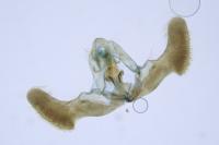 Epiblema costipunctana