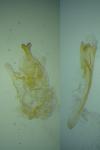 Alucita hexadactyla