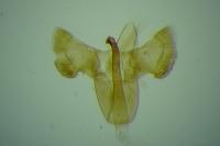 Aspilapteryx tringipennella