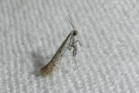 Aspilapteryx tringipennella
