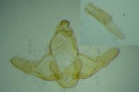 Eurodachtha canigella