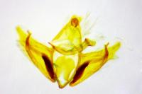 Depressaria douglasella