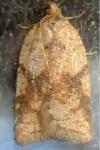 Acleris ferrugana/notana