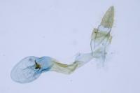 Oegoconia novimundi