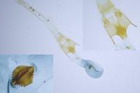 Psoricoptera gibbosella
