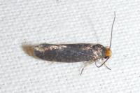 Cephimallota crassiflavella