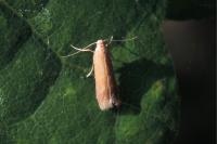 Tischeria