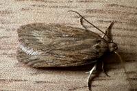 Depressaria daucella