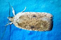 Agonopterix scopariella