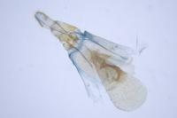Phtheochroa inopiana
