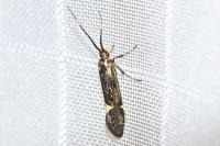 Esperia sulphurella