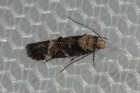 Mompha lacteella