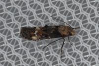Mompha lacteella