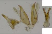 Mompha lacteella