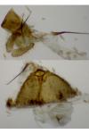 Dichrorampha cacaleana