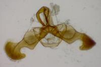 Dichrorampha ligulana