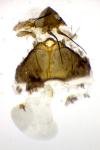 Dichrorampha cacaleana