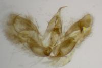 Merrifieldia leucodactyla