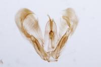 Merrifieldia leucodactyla