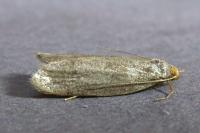 Agnoea latipennella