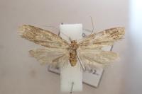 Agnoea latipennella