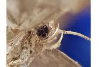 Agnoea latipennella