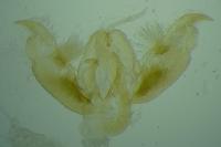 Stenoptilia plagiodactyla