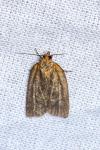 Clepsis unicolorana
