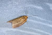 Clepsis unicolorana