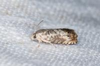 Pammene fasciana