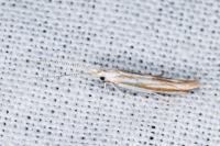 Coleophora