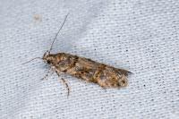 Teleiopsis diffinis
