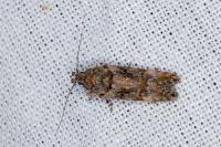 Teleiopsis diffinis