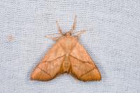 Apoda limacodes