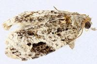 Apotomis lineana