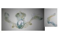 Apotomis lineana