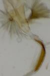 Stenoptilia coprodactyla
