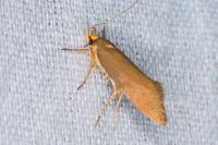 Crassa unitella