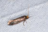 Cephimallota crassiflavella