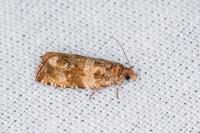 Celypha cespitana