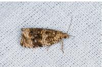Celypha lacunana