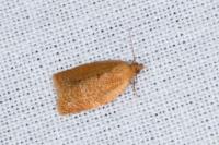 Clepsis consimilana