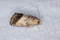 Cydia splendana