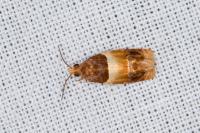 Epinotia festivana